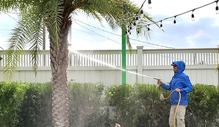 Palm tree organic deep root feeding spraying and fungicide treatment