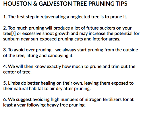 HOUSTON & GALVESTON TREE PRUNING TIPS 1. The first step in rejuvenating a neglected tree is to prune it. 2. Too much pruning will produce a lot of future suckers on your tree[s] or excessive shoot growth and may increase the potential for sunburn near sun-exposed pruning cuts and interior areas. 3. To avoid over pruning - we always start pruning from the outside of the tree, lifting and canopying it. 4. We will then know exactly how much to prune and trim out the center of tree. 5. Limbs do better healing on their own, leaving them exposed to their natural habitat to air dry after pruning. 6. We suggest avoiding high numbers of nitrogen fertilizers for at least a year following heavy tree pruning.